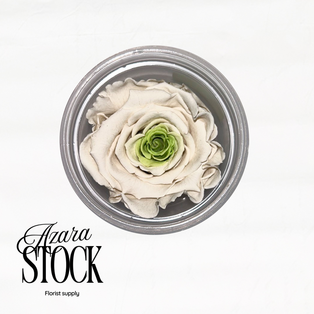 Вечна роза бяло и зелено