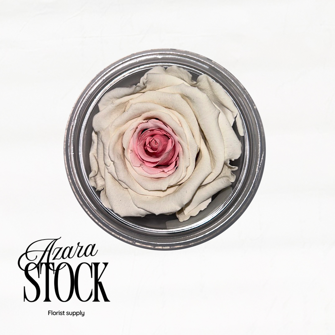 Вечна роза бяло и розово