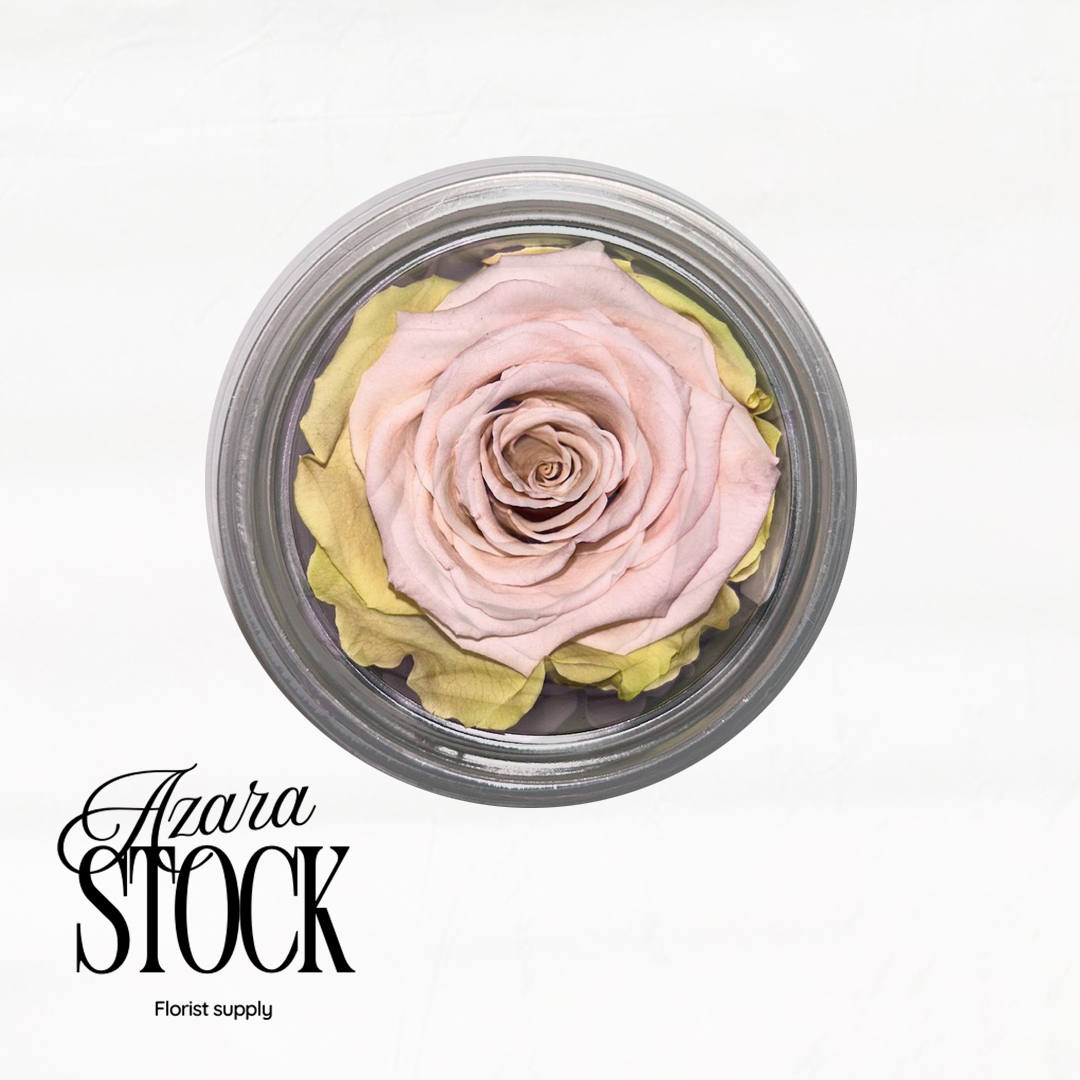 Вечна роза розово и жълто