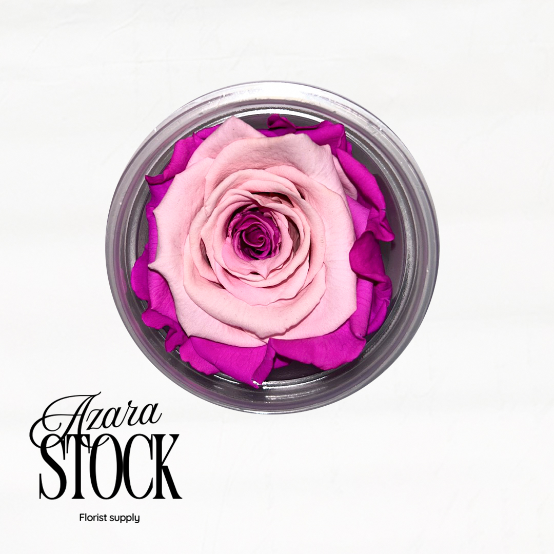 Вечна роза розово и лилаво