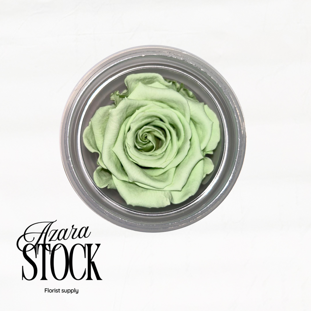 Вечна роза светло зелено