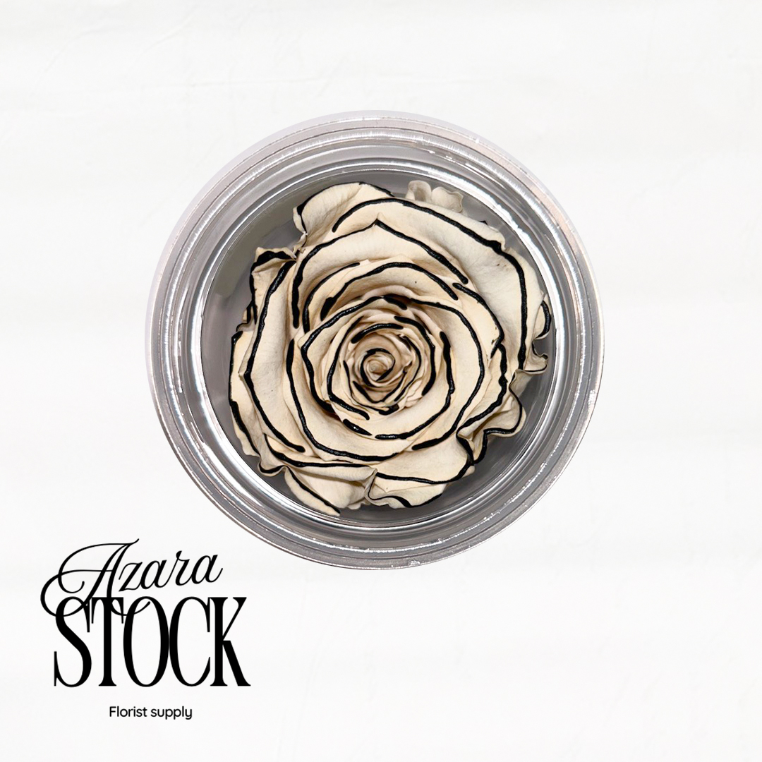 Вечна роза бяло с черен кант