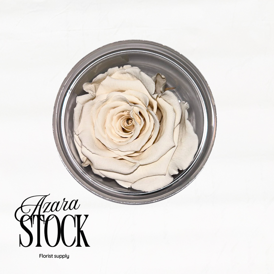 Вечна роза бяло