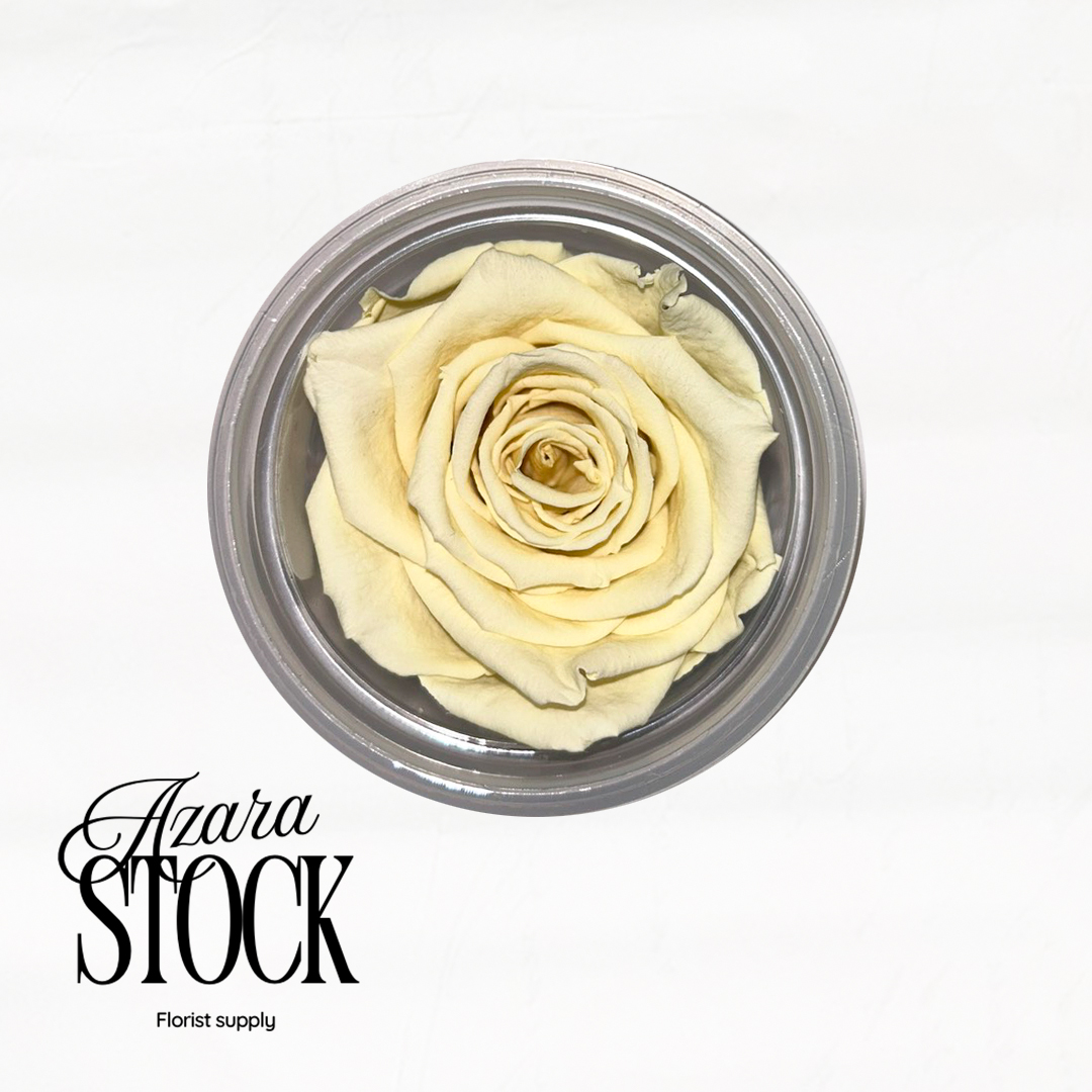 Вечна роза екрю