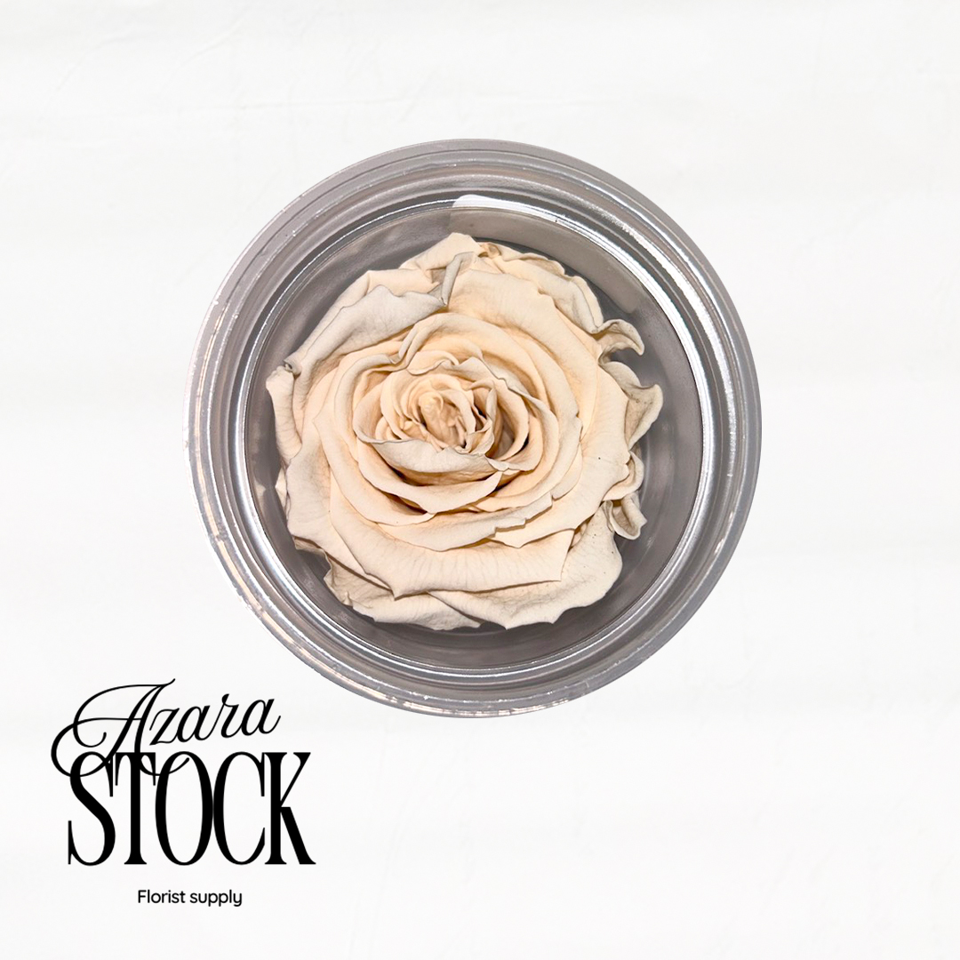 Вечна роза светло екрю