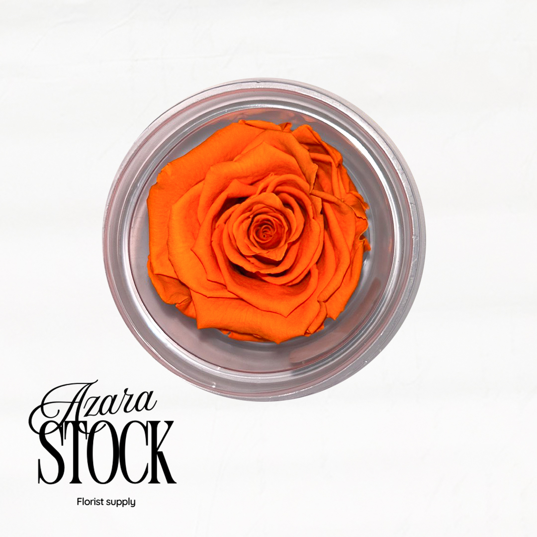 Вечна роза оранжево