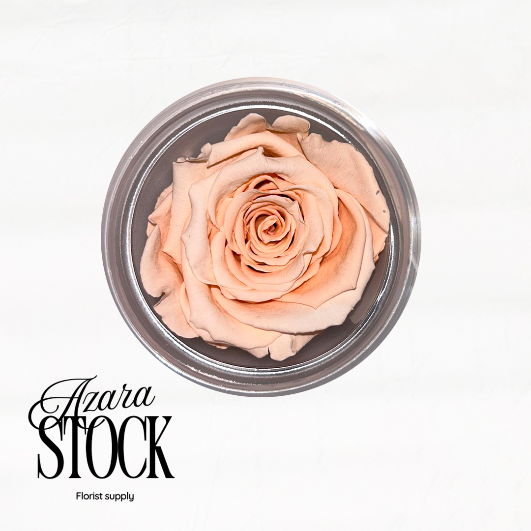 Вечна роза праскова