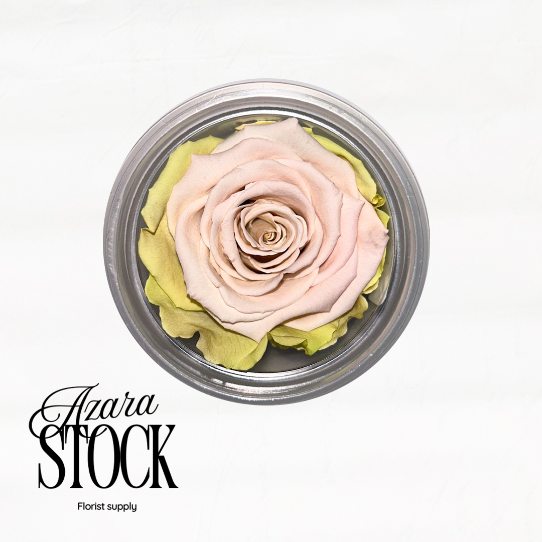 Вечна роза светло розово и жълто