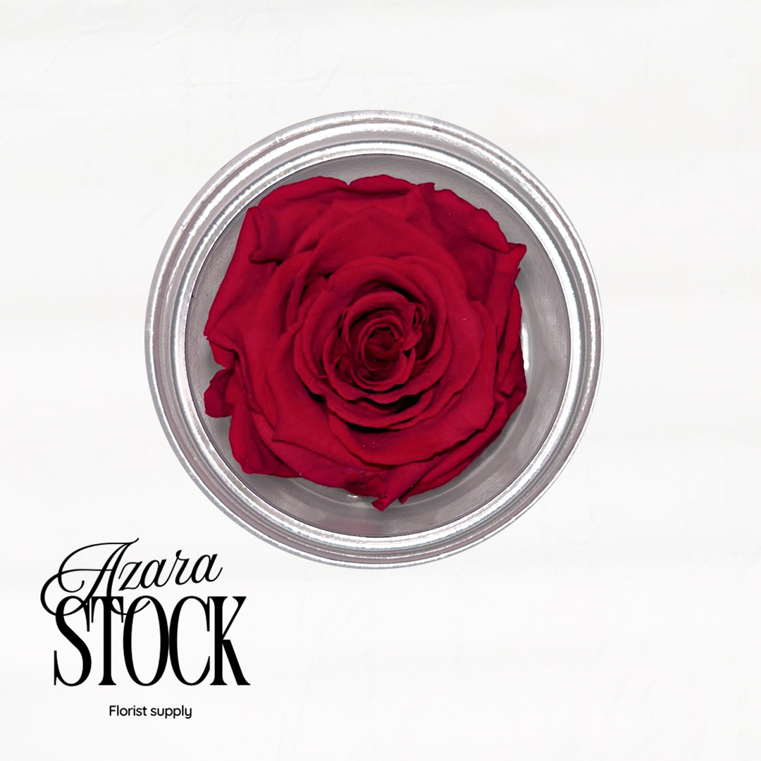 Вечна роза циклама